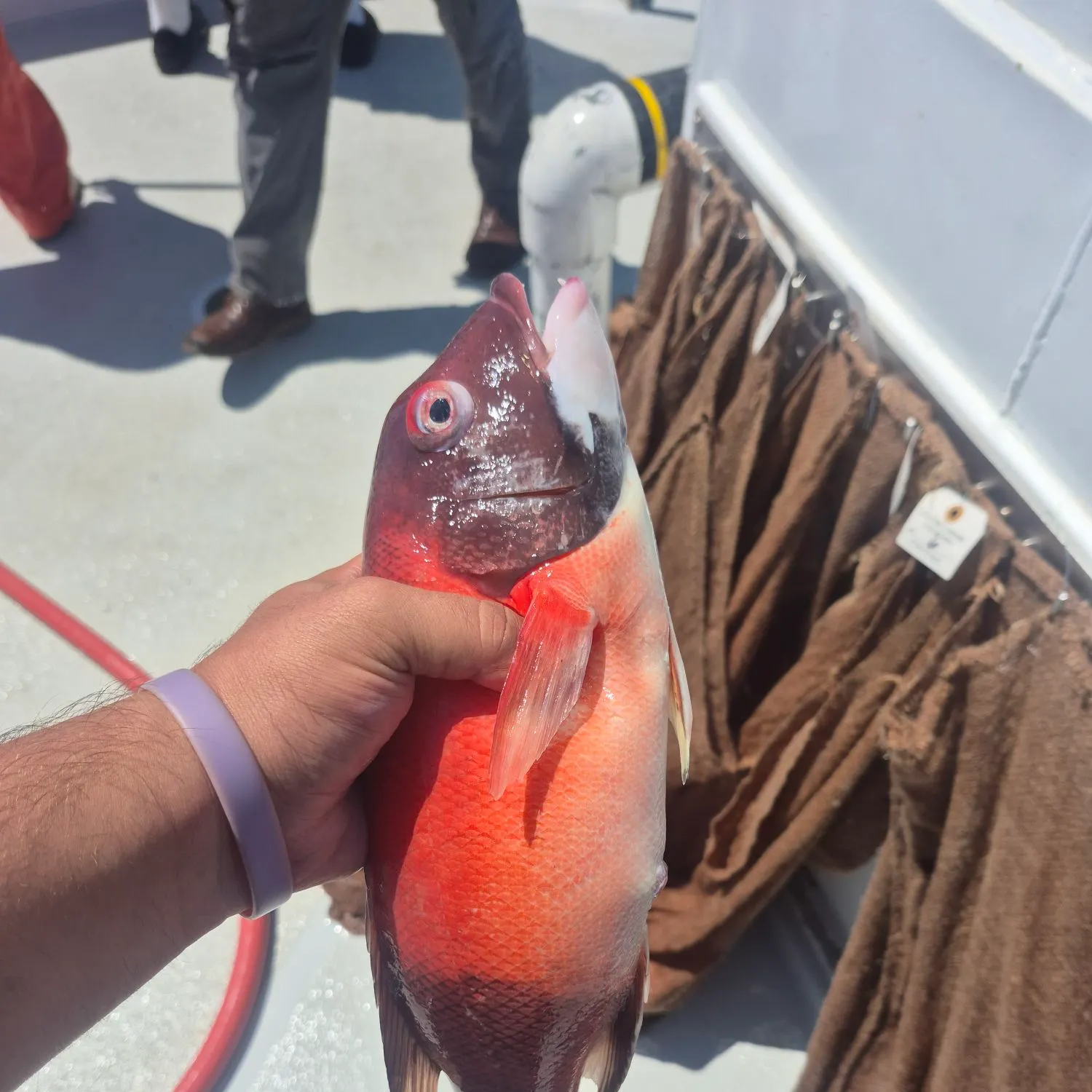 The most recent California sheephead catches on Fishbrain