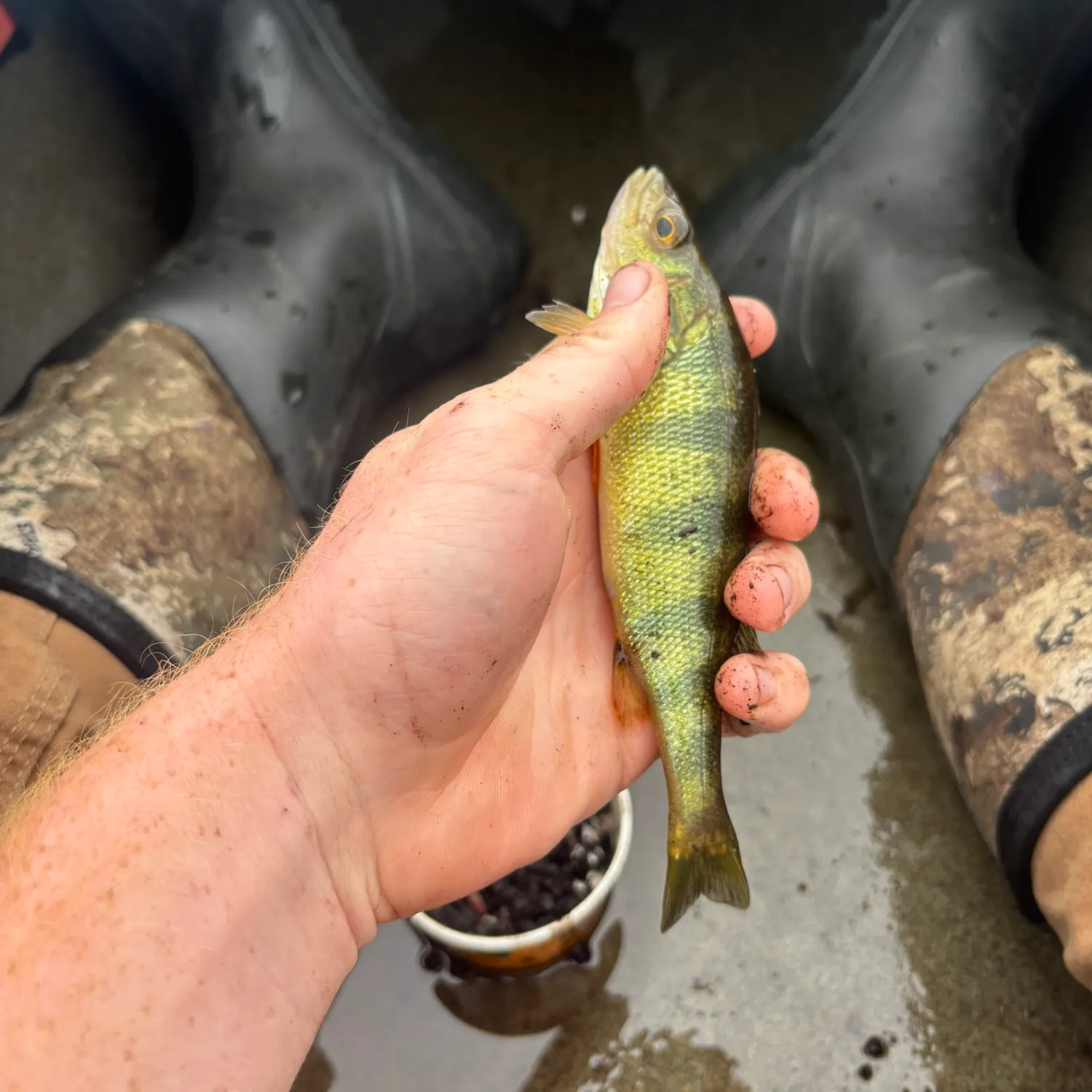 Yellow perch caught on Fishbrain