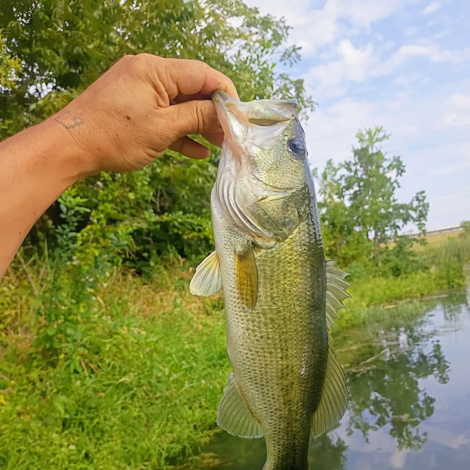 Largemouth bass caught on Fishbrain