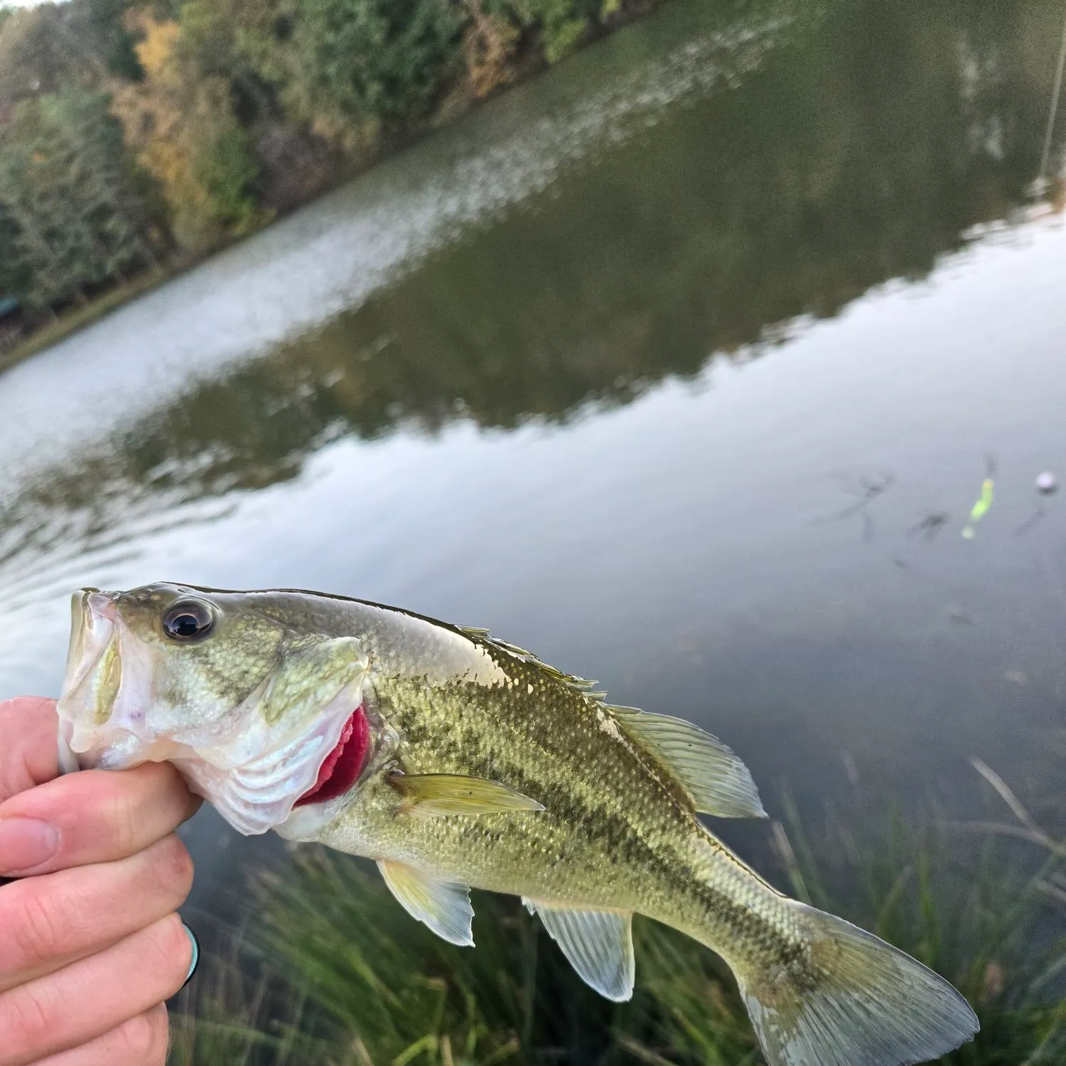 Spotted bass caught on Fishbrain