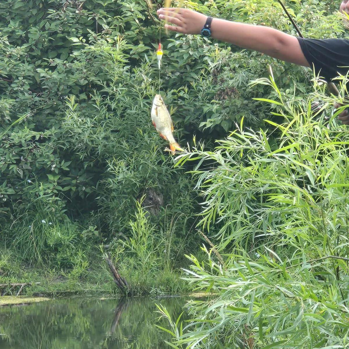 The most recent Common rudd catches on Fishbrain