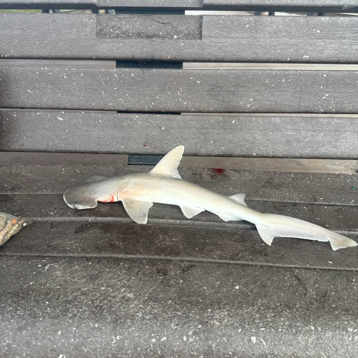 Bonnethead shark caught on Fishbrain