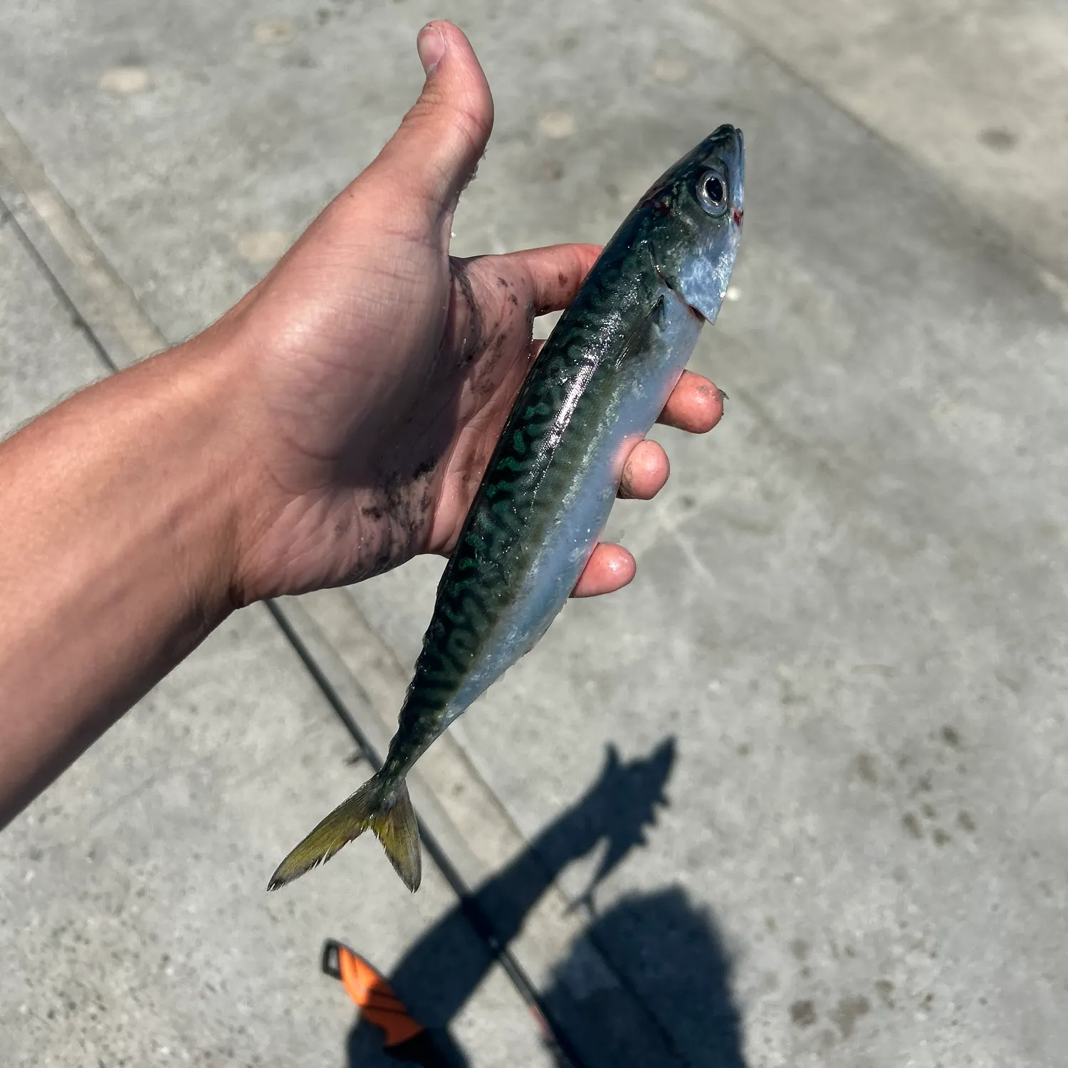 The most recent Pacific chub mackerel catches on Fishbrain