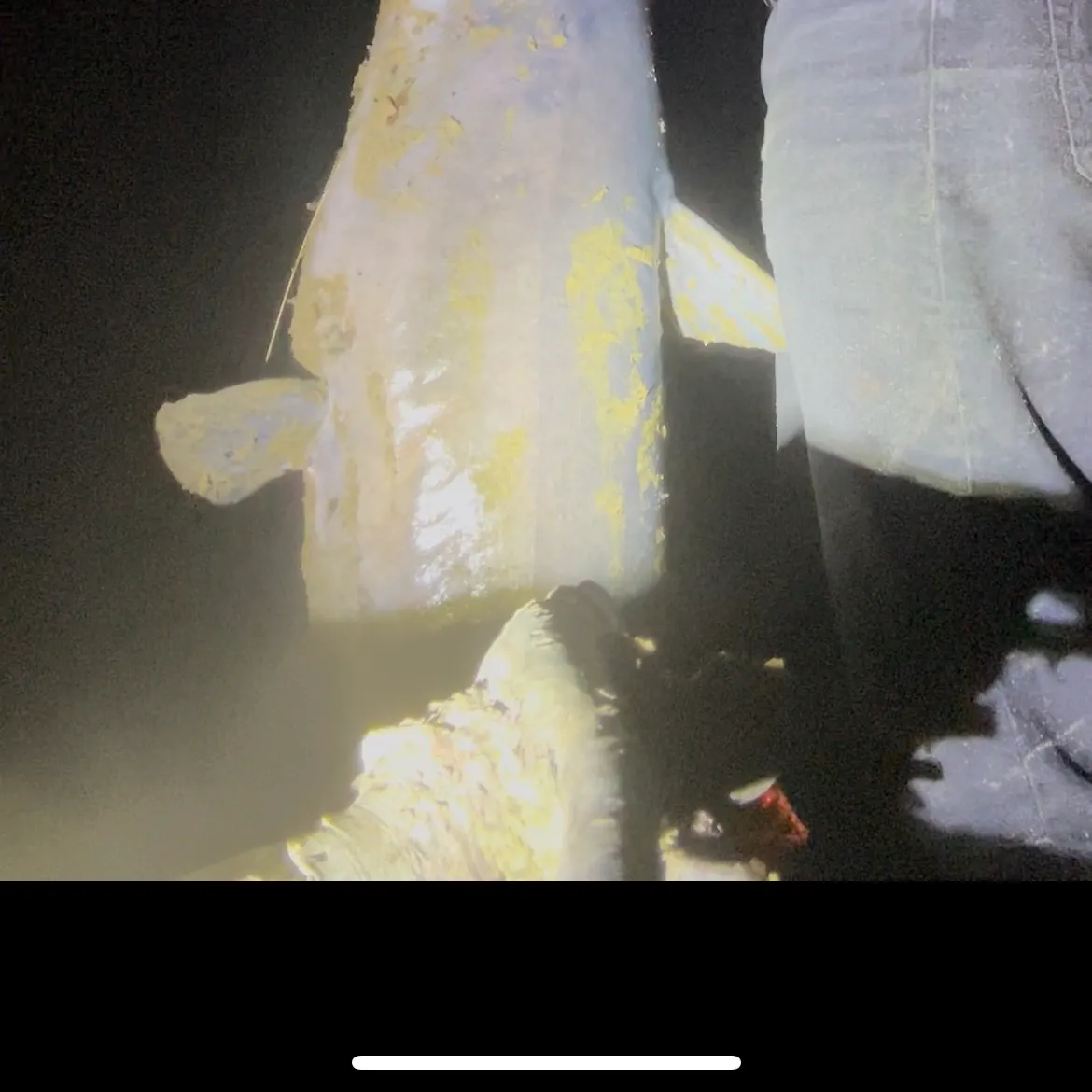 The most recent Blue catfish catches on Fishbrain