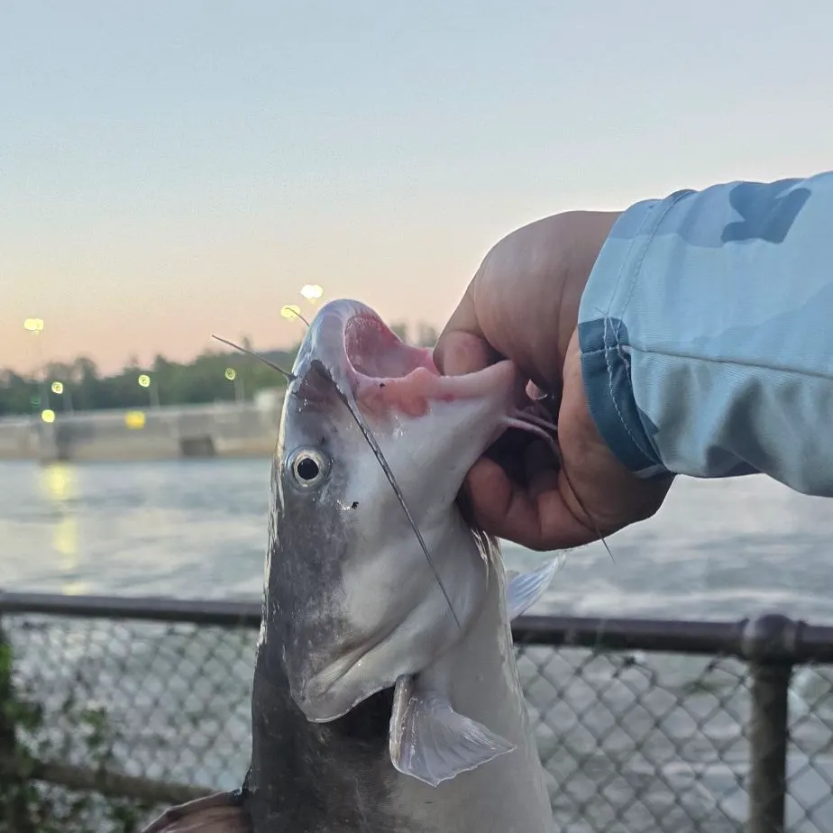 Blue catfish caught on Fishbrain