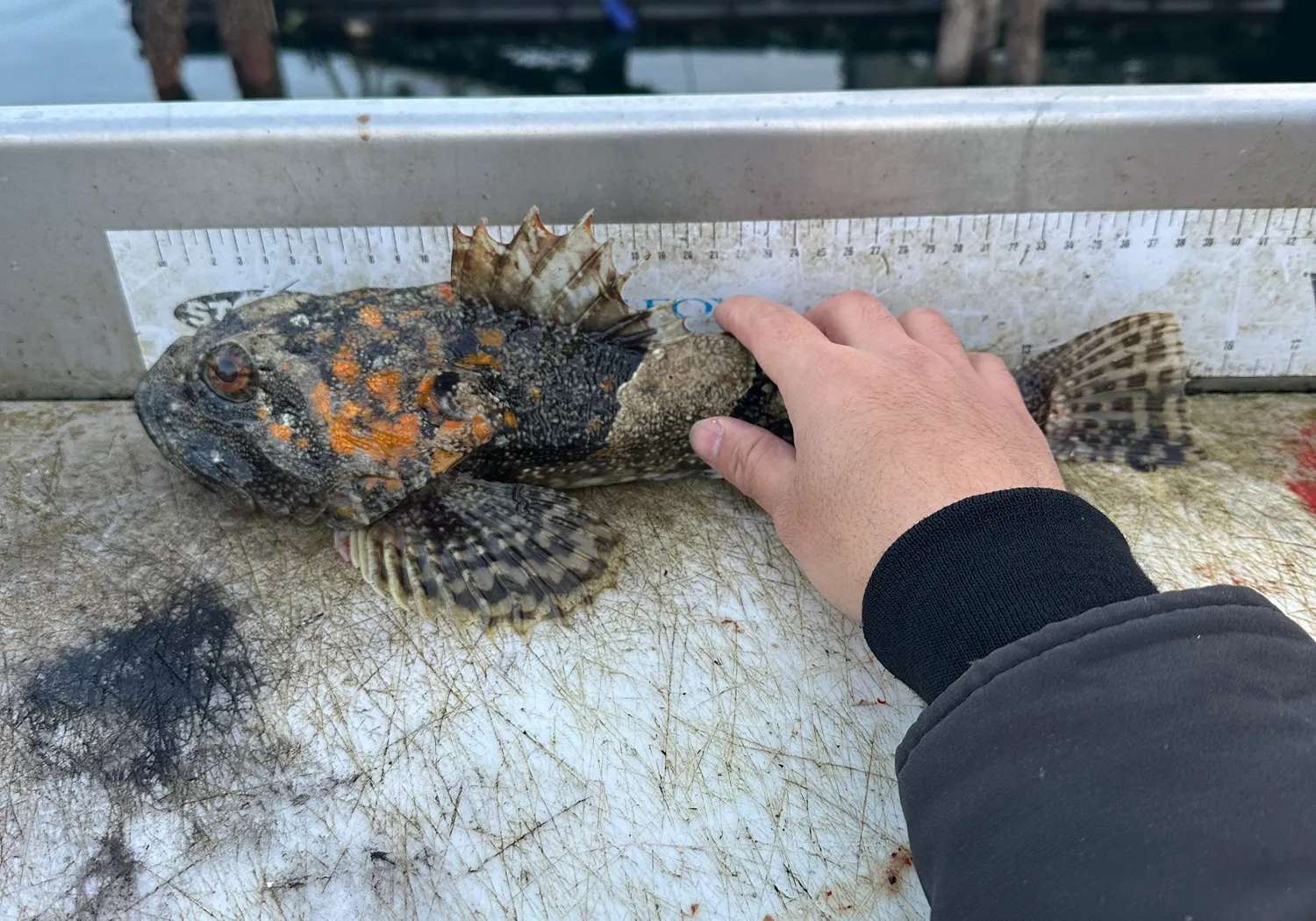 Great sculpin