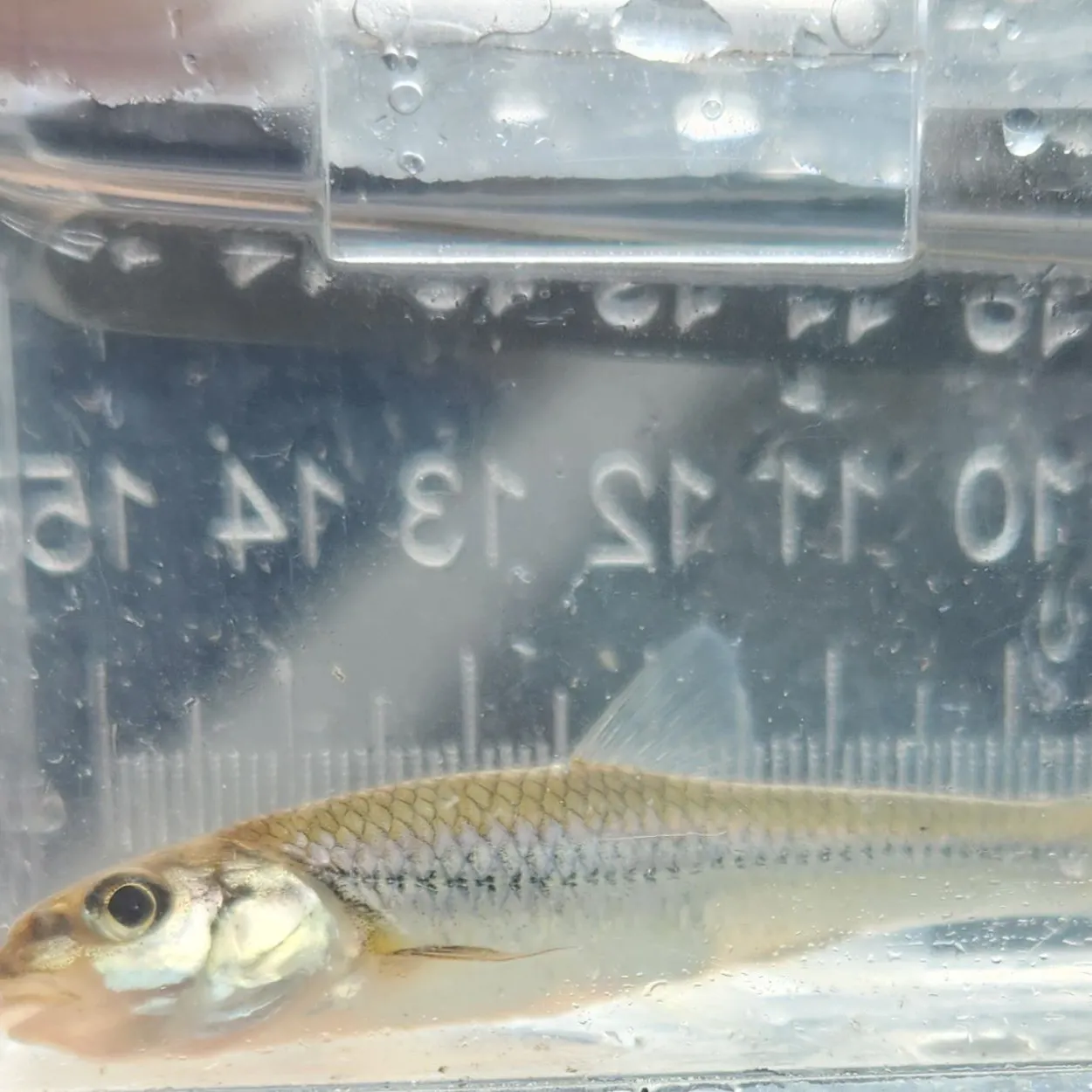 The most recent Bigmouth shiner catches on Fishbrain