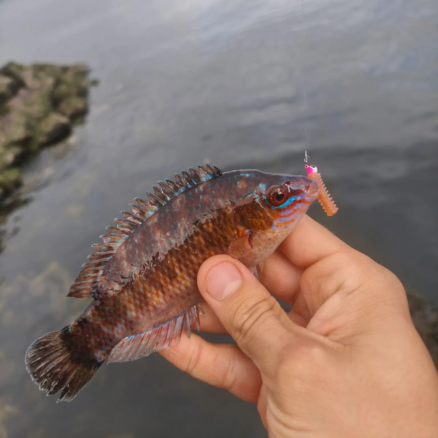 The most recent Rock cook catches on Fishbrain