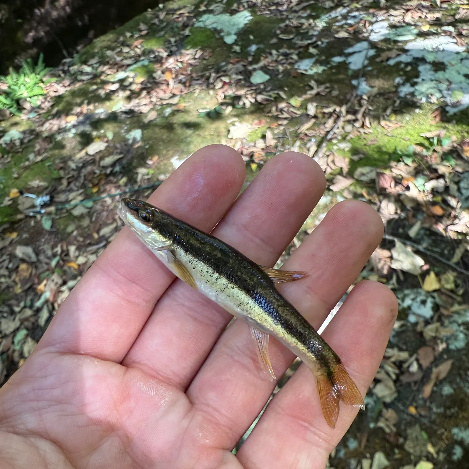 Eastern blacknose dace caught on Fishbrain