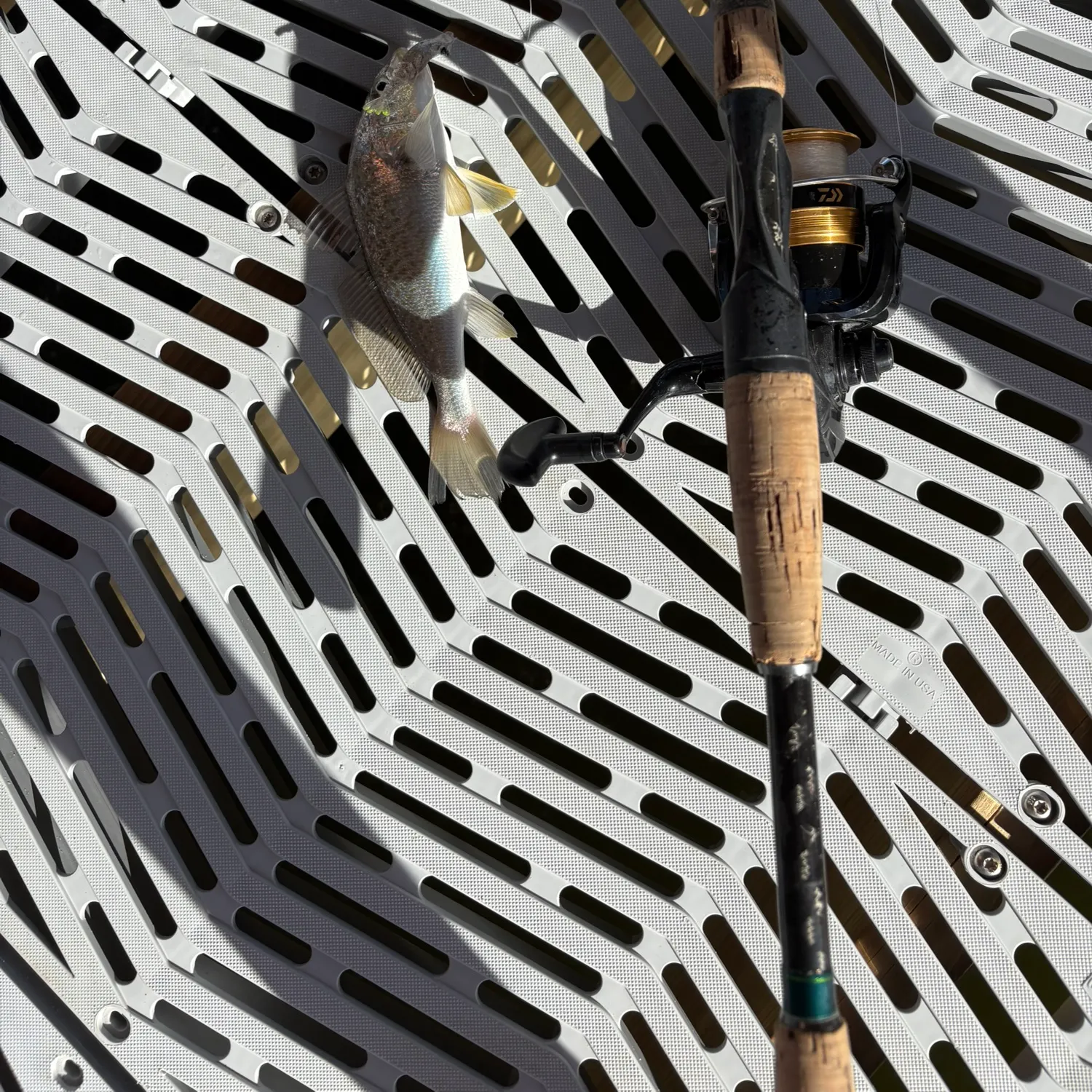 Atlantic croaker caught on Fishbrain