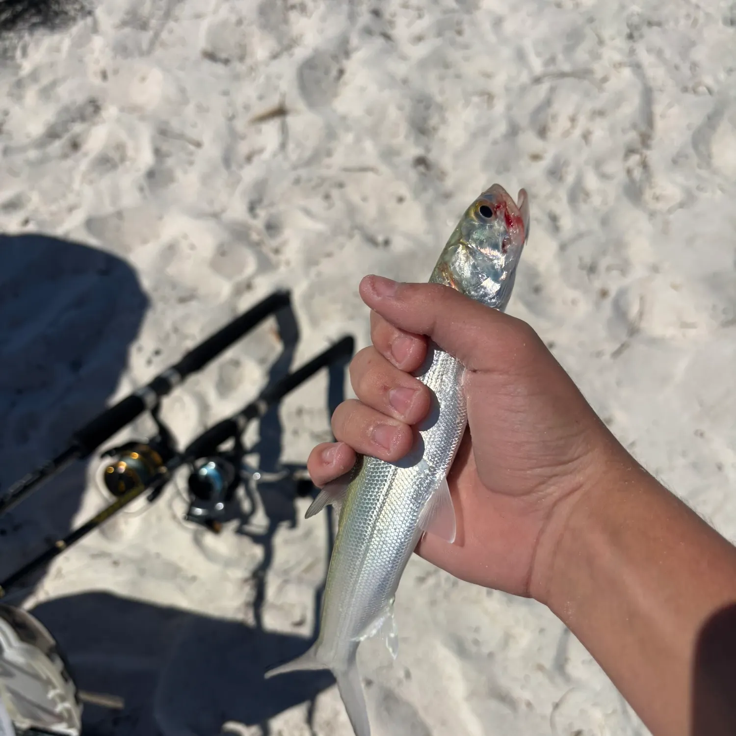 Ladyfish caught on Fishbrain