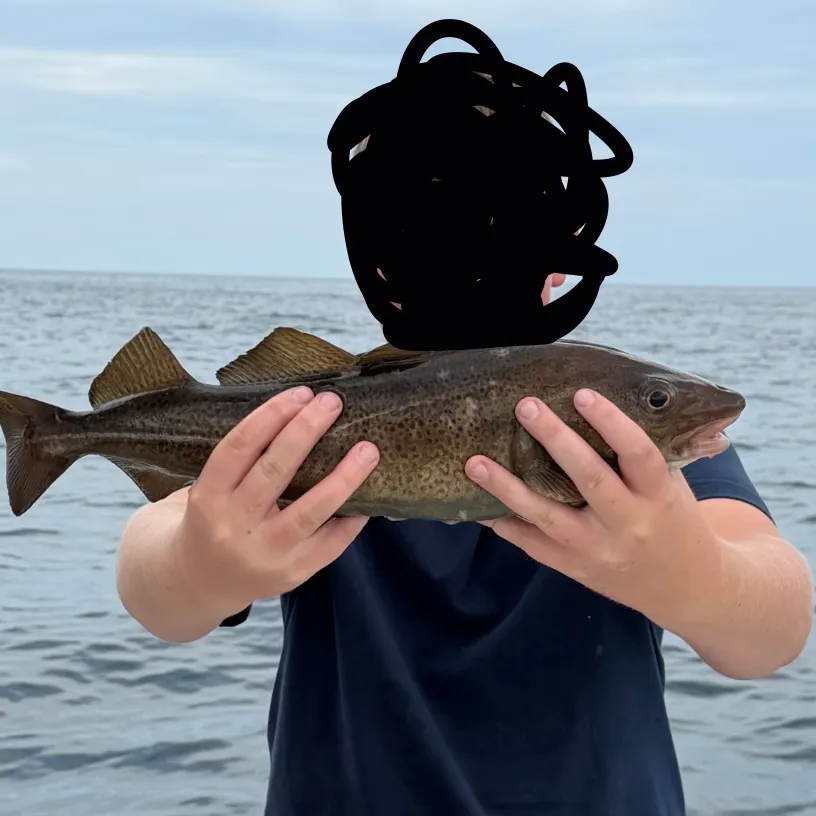 Atlantic cod caught on Fishbrain
