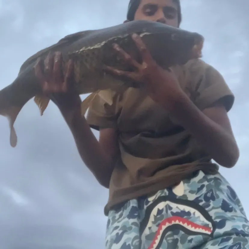 Common carp caught on Fishbrain