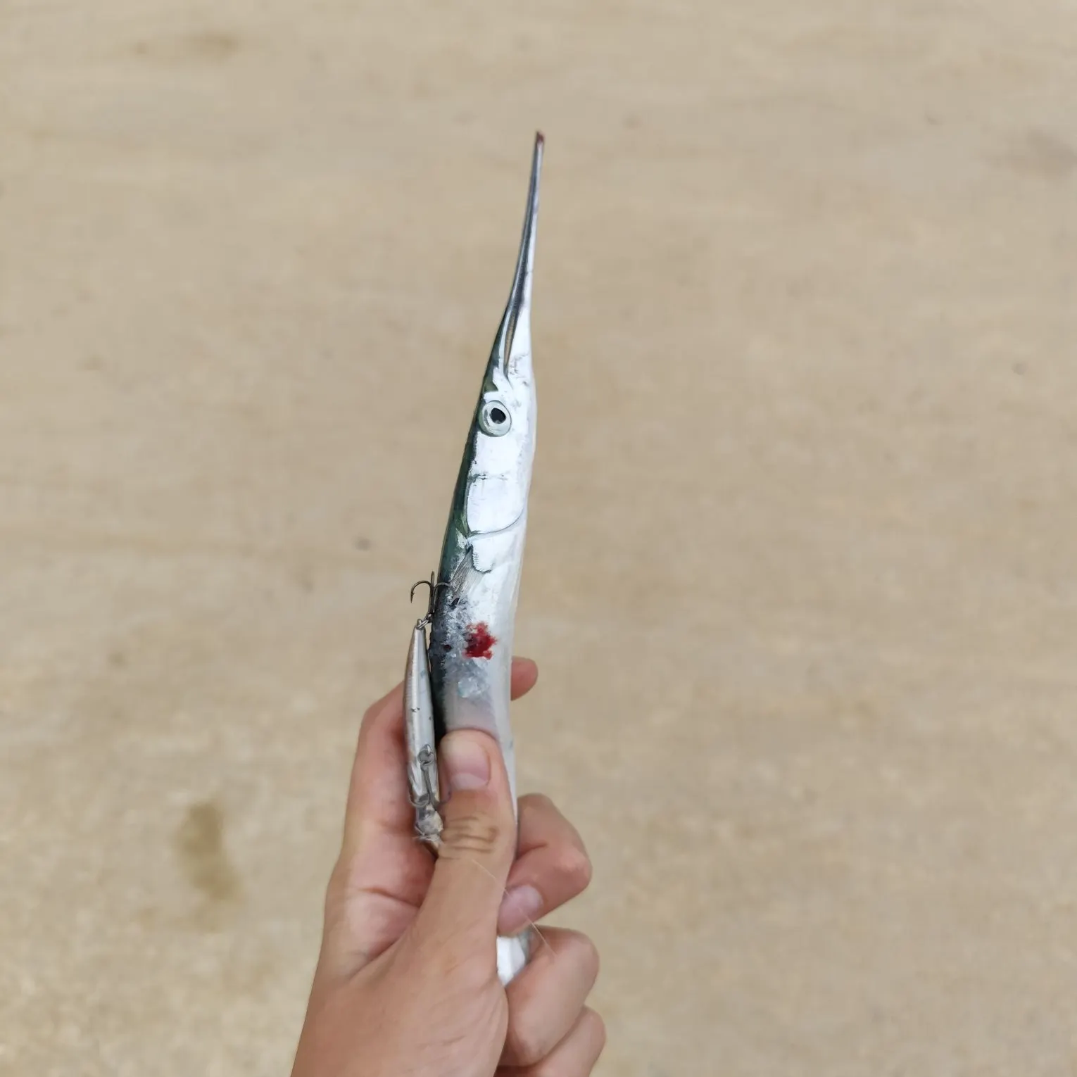 European garfish caught on Fishbrain