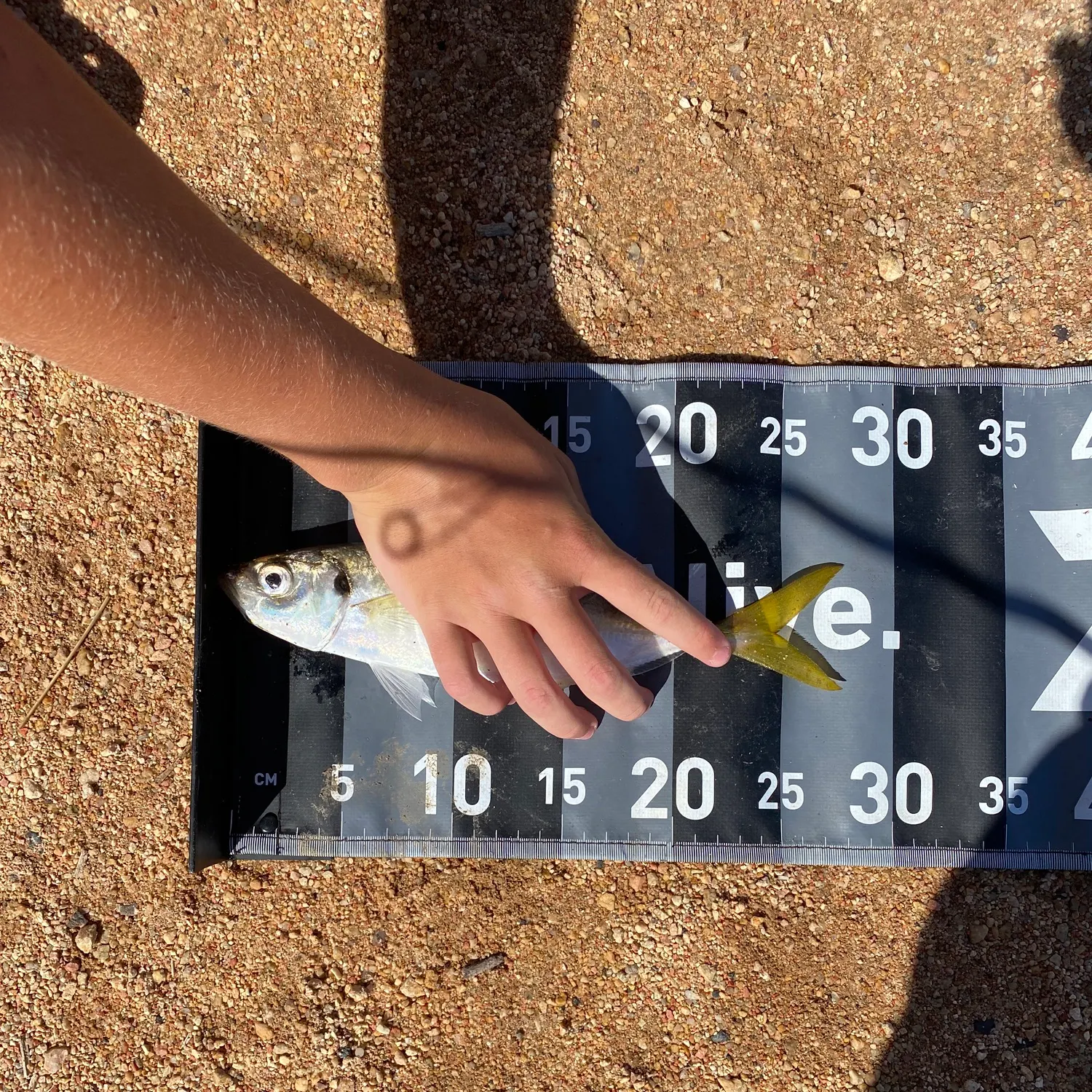 The most recent Yellowtail scad catches on Fishbrain