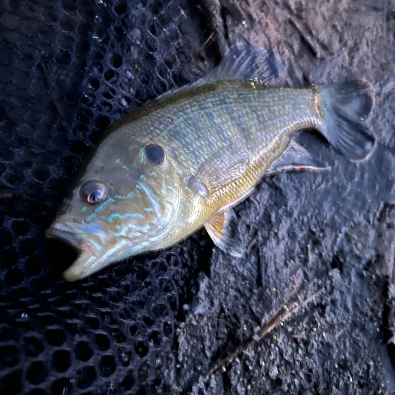 Green sunfish caught on Fishbrain
