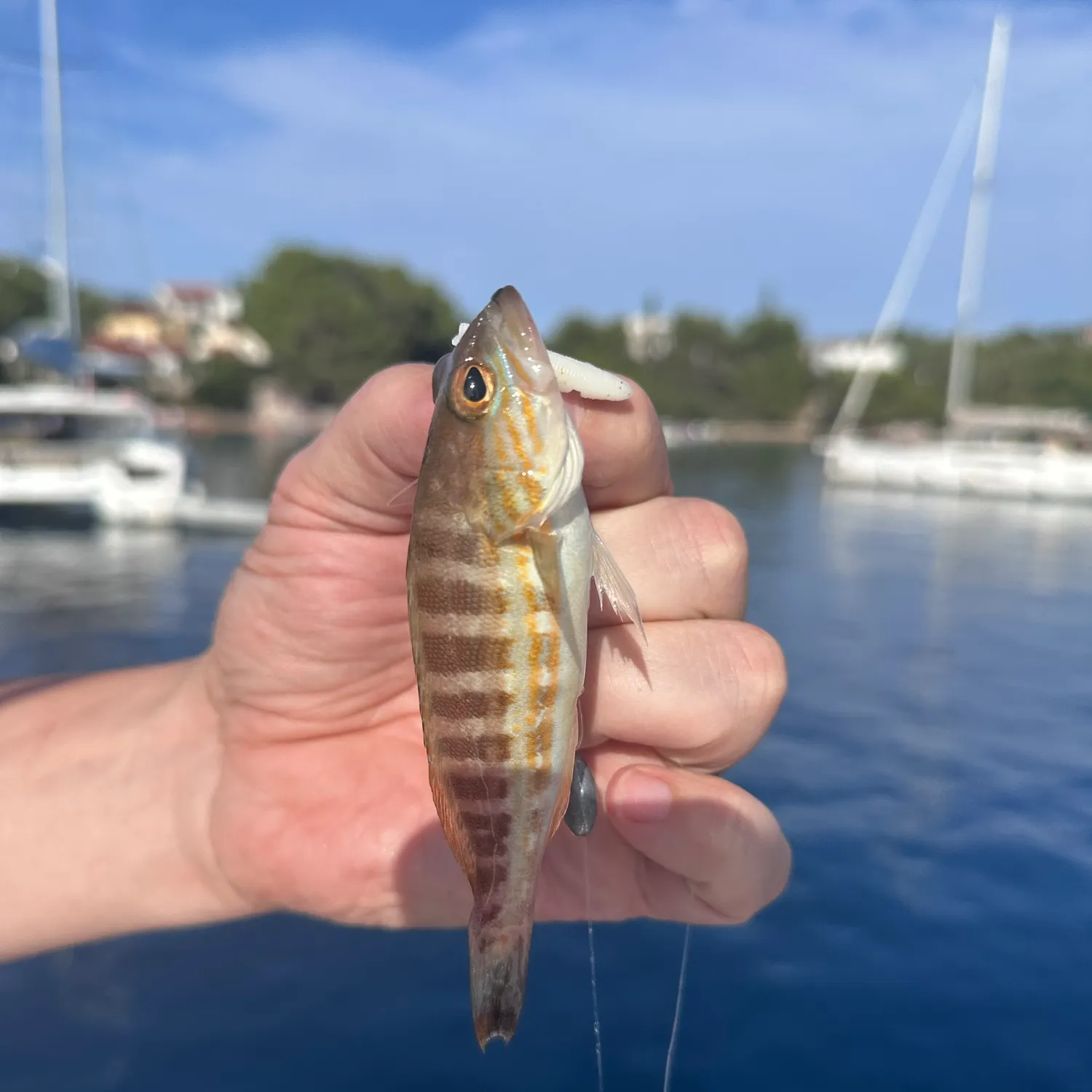Fish caught on Fishbrain