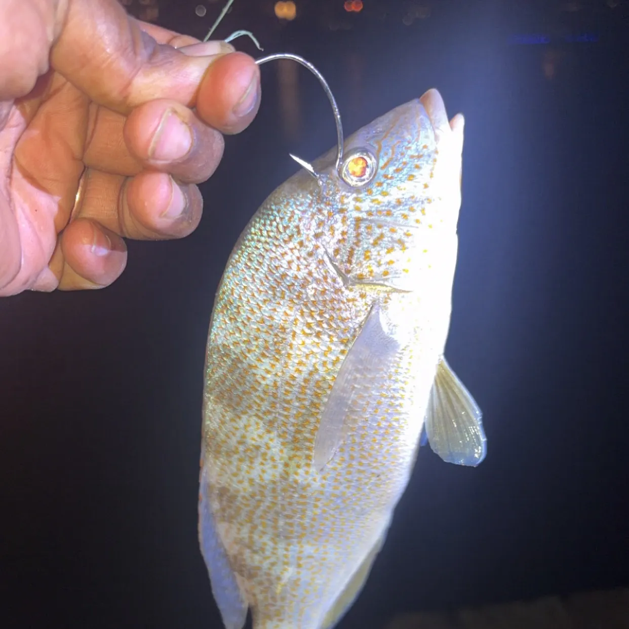 Spot croaker caught on Fishbrain