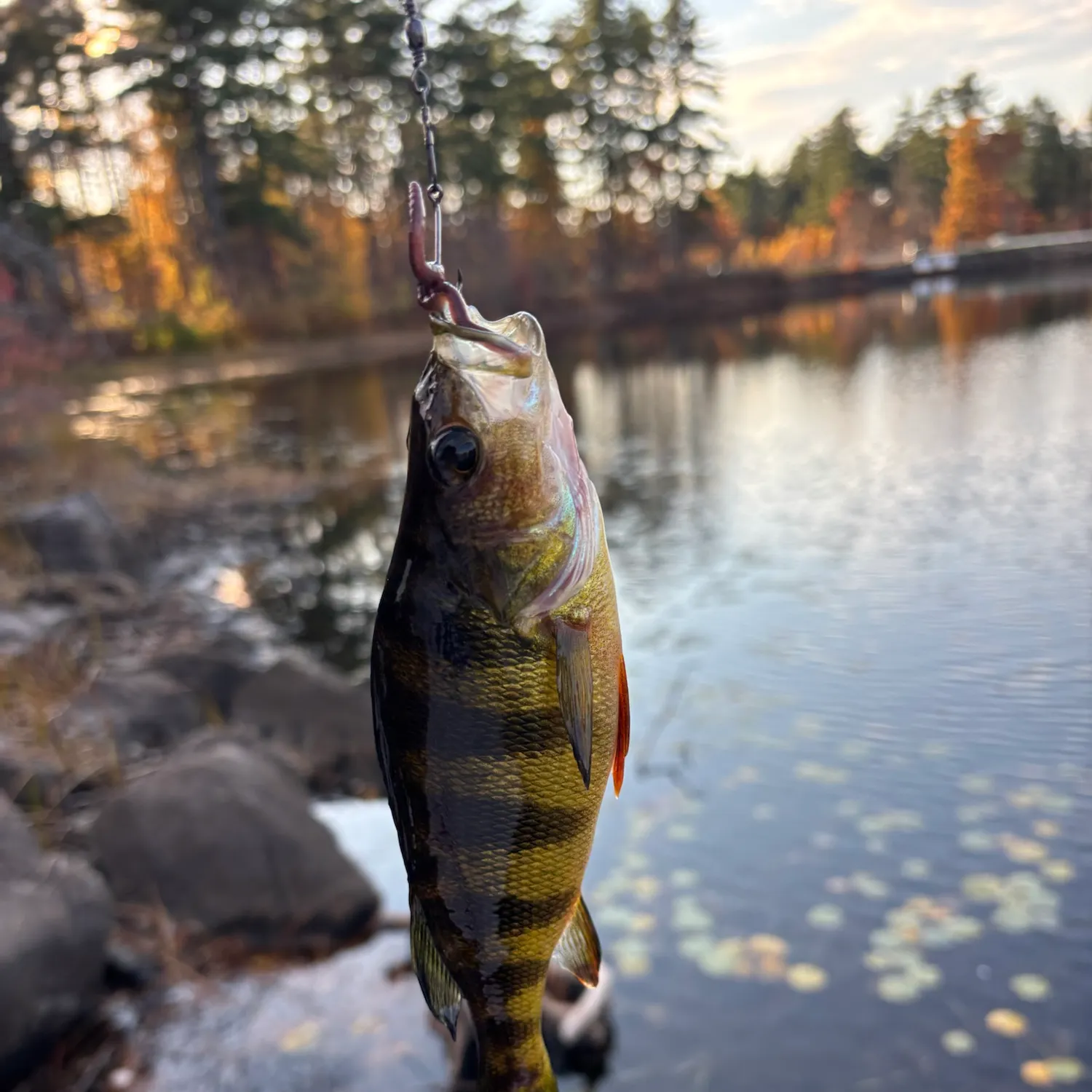 Yellow perch caught on Fishbrain