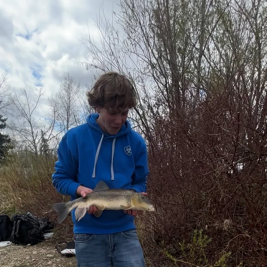The most recent Largescale sucker catches on Fishbrain