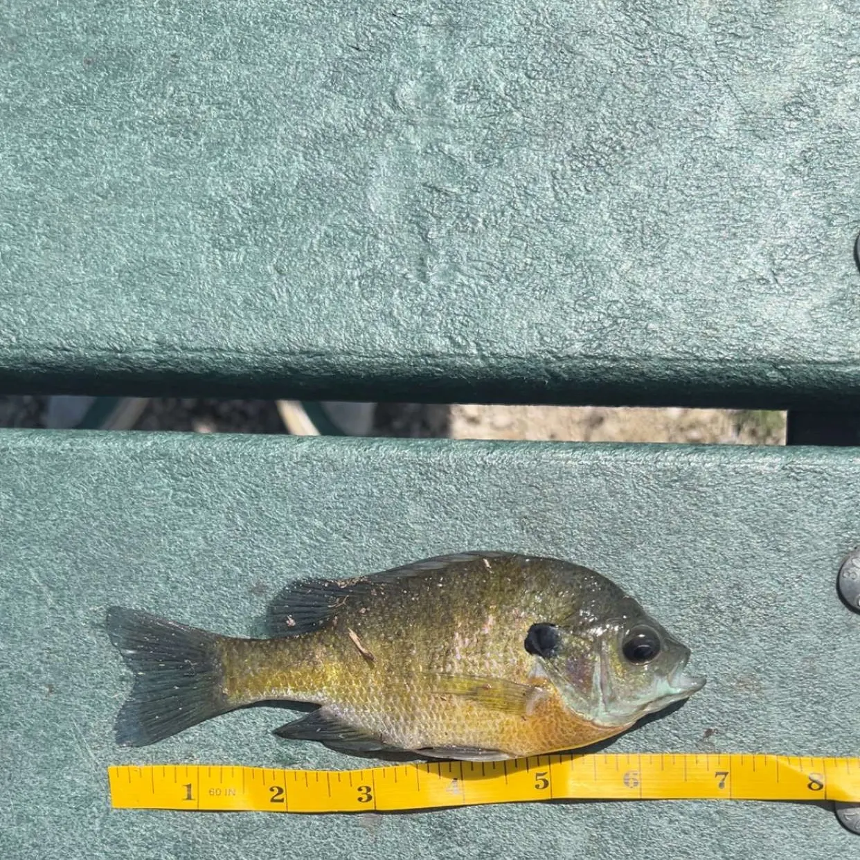 Bluegill caught on Fishbrain