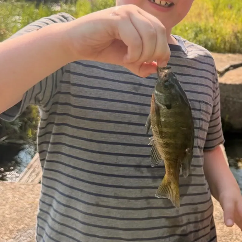 Bluegill caught on Fishbrain