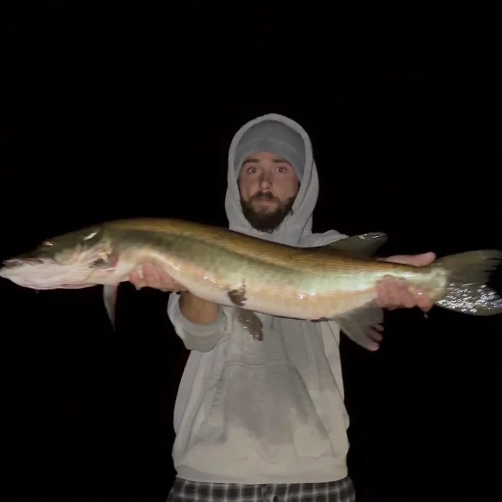 The most recent Muskie catches on Fishbrain