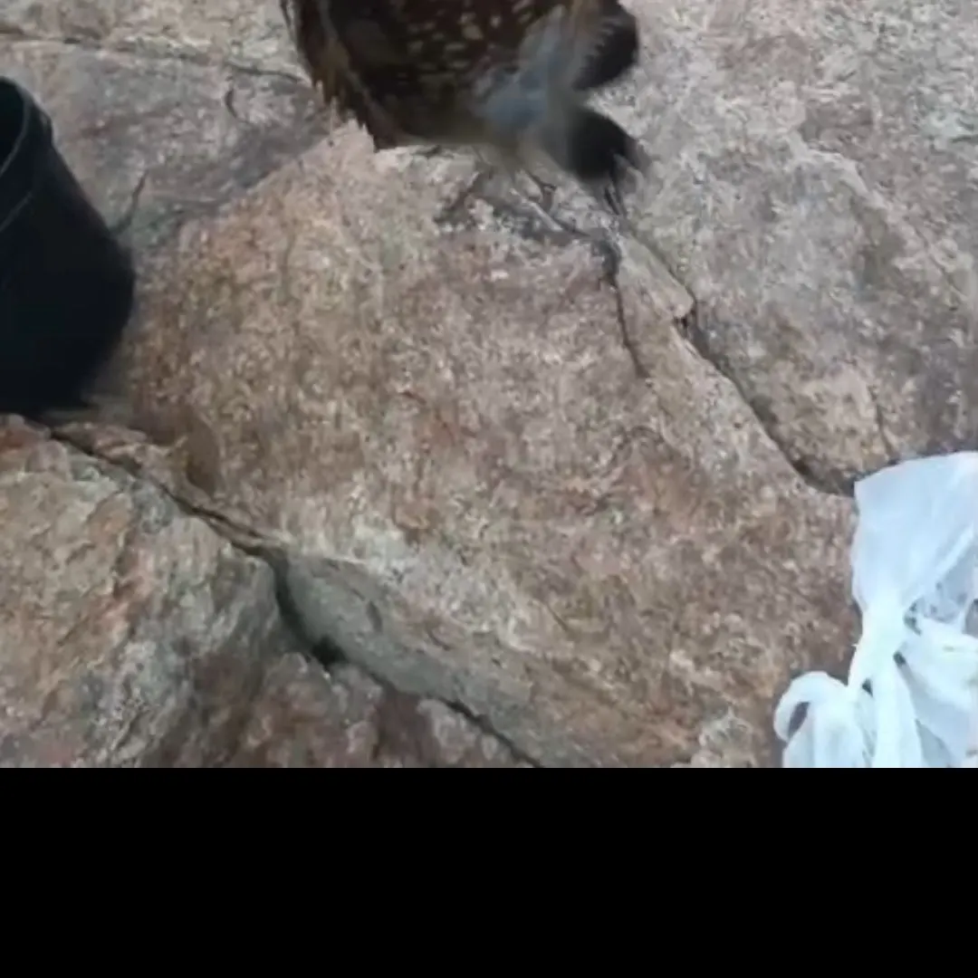Rock hind caught on Fishbrain