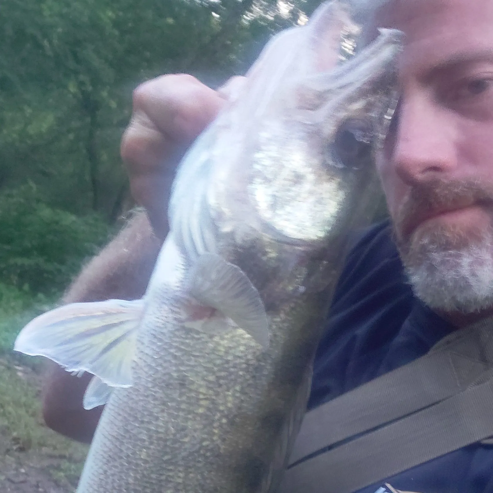 Walleye caught on Fishbrain