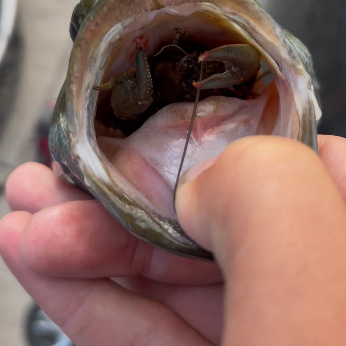 Smallmouth bass caught on Fishbrain