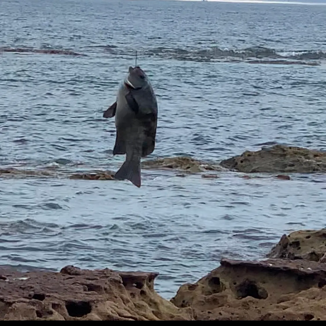 The most recent Black drummer catches on Fishbrain