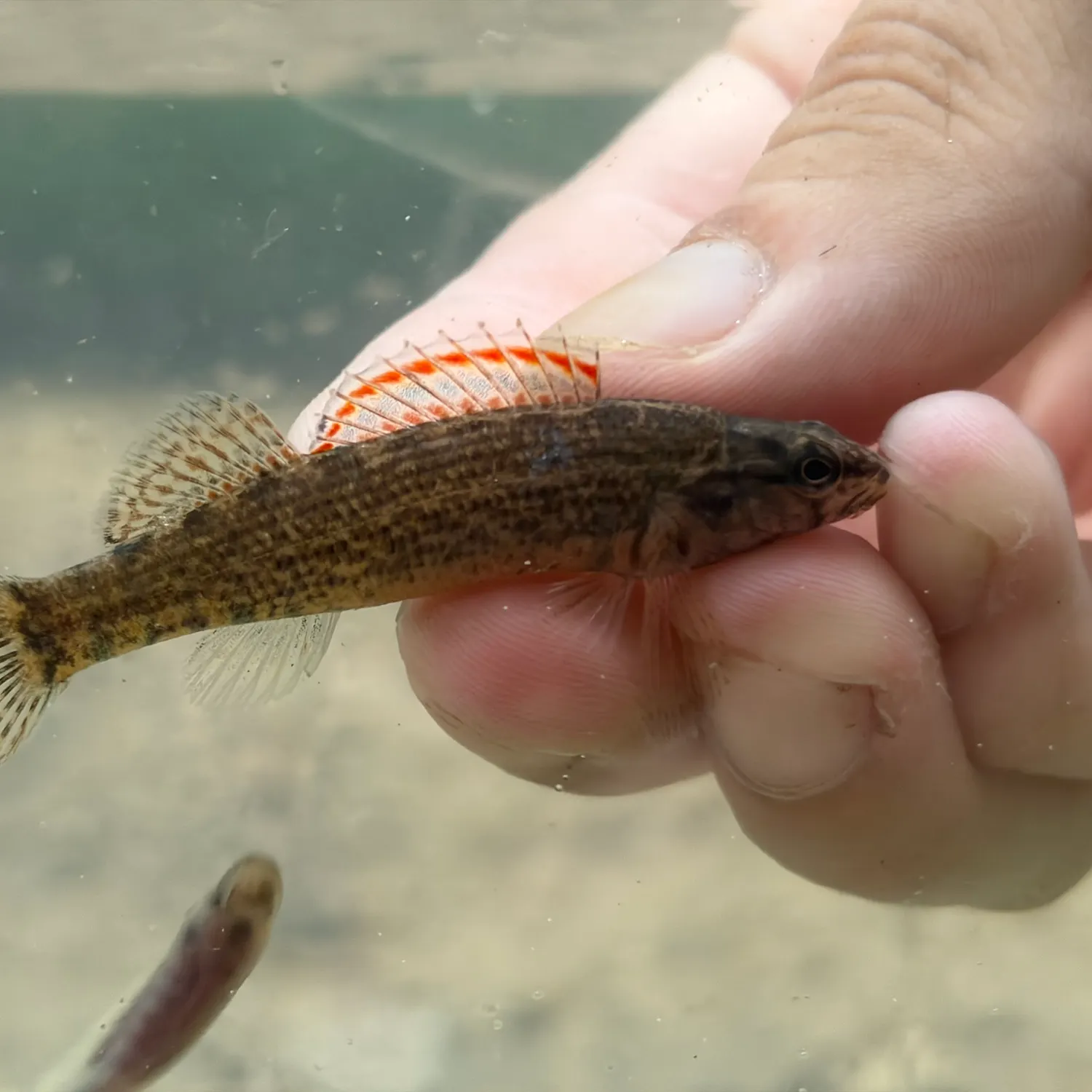 The most recent Gulf darter catches on Fishbrain
