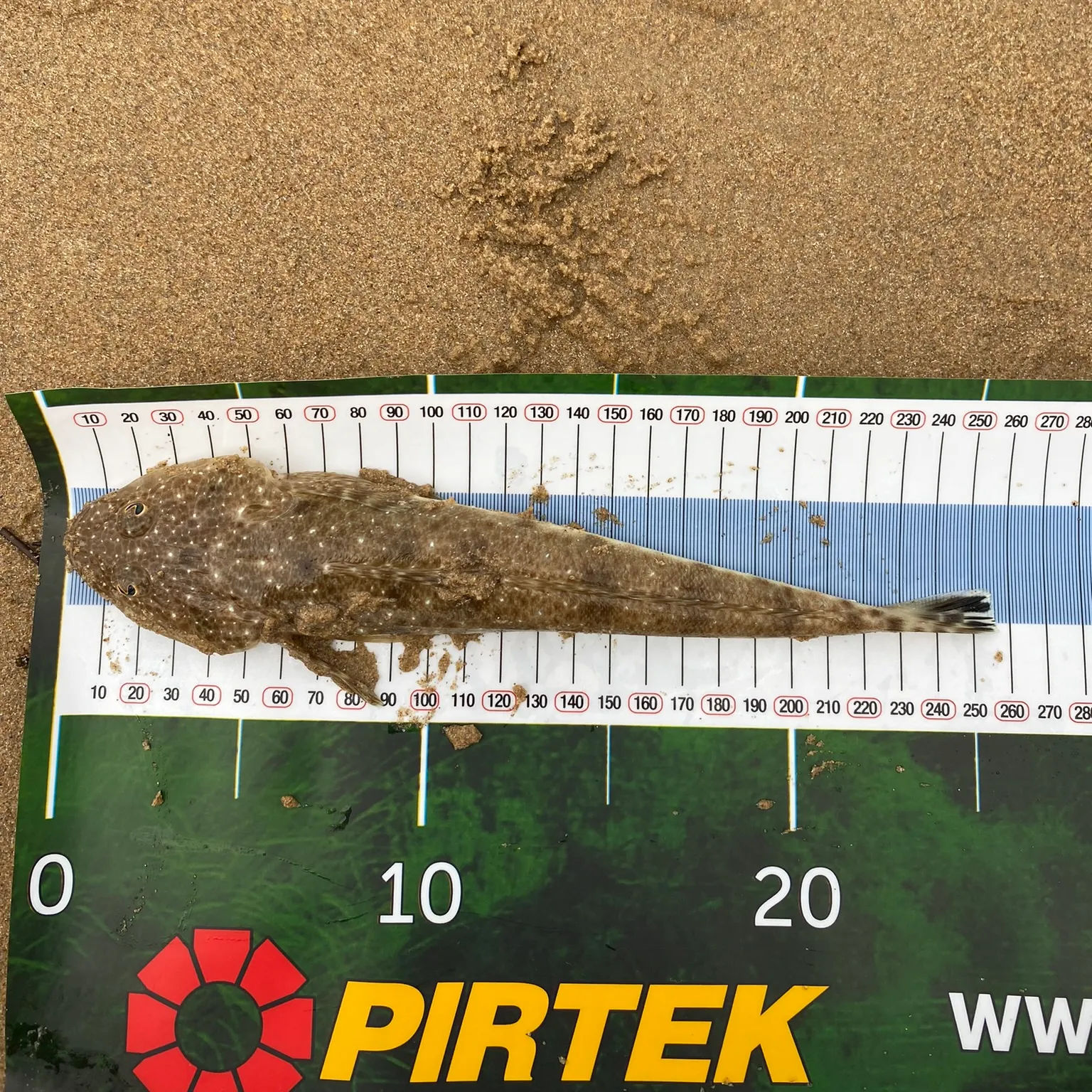 The most recent Sand flathead catches on Fishbrain