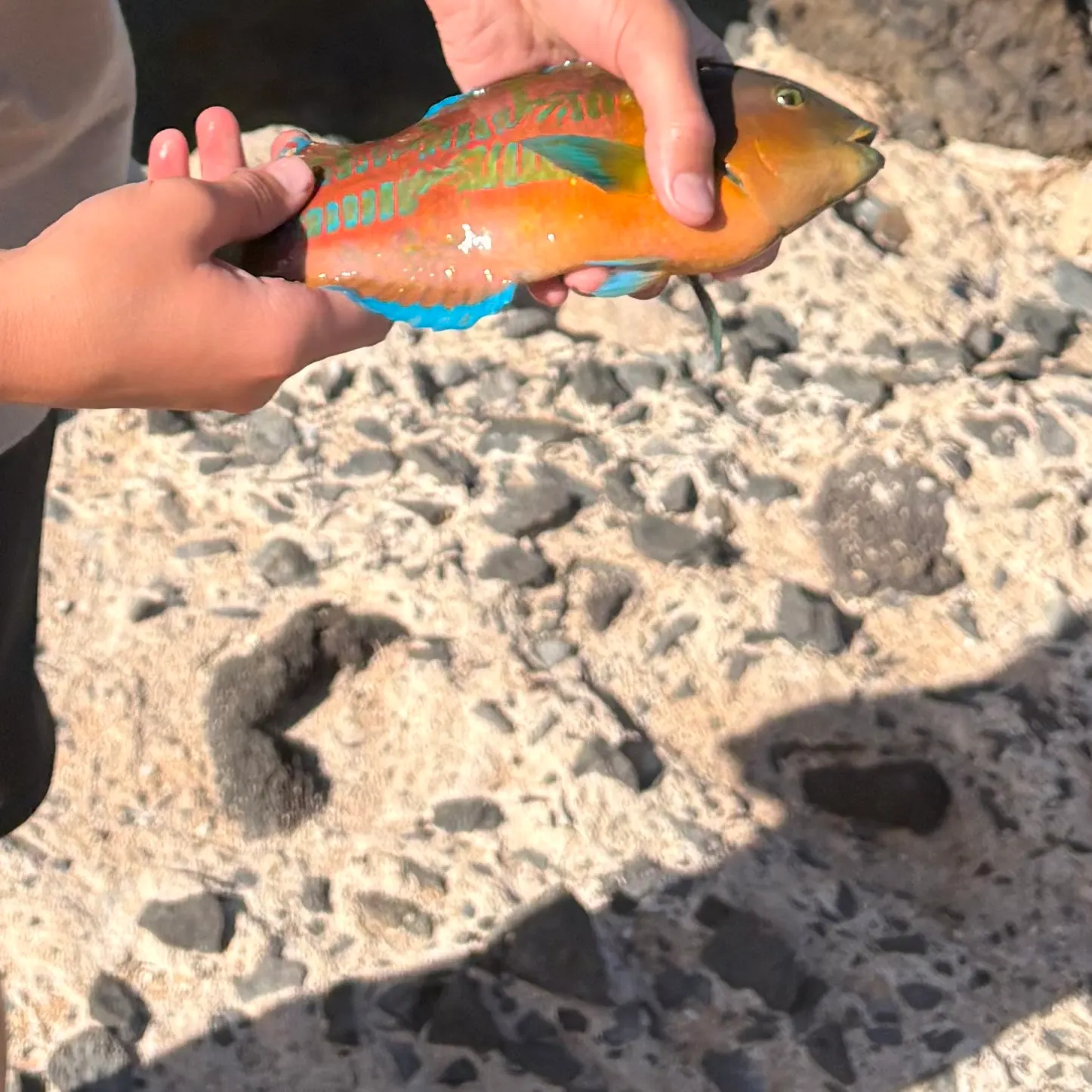 The most recent Surge wrasse catches on Fishbrain