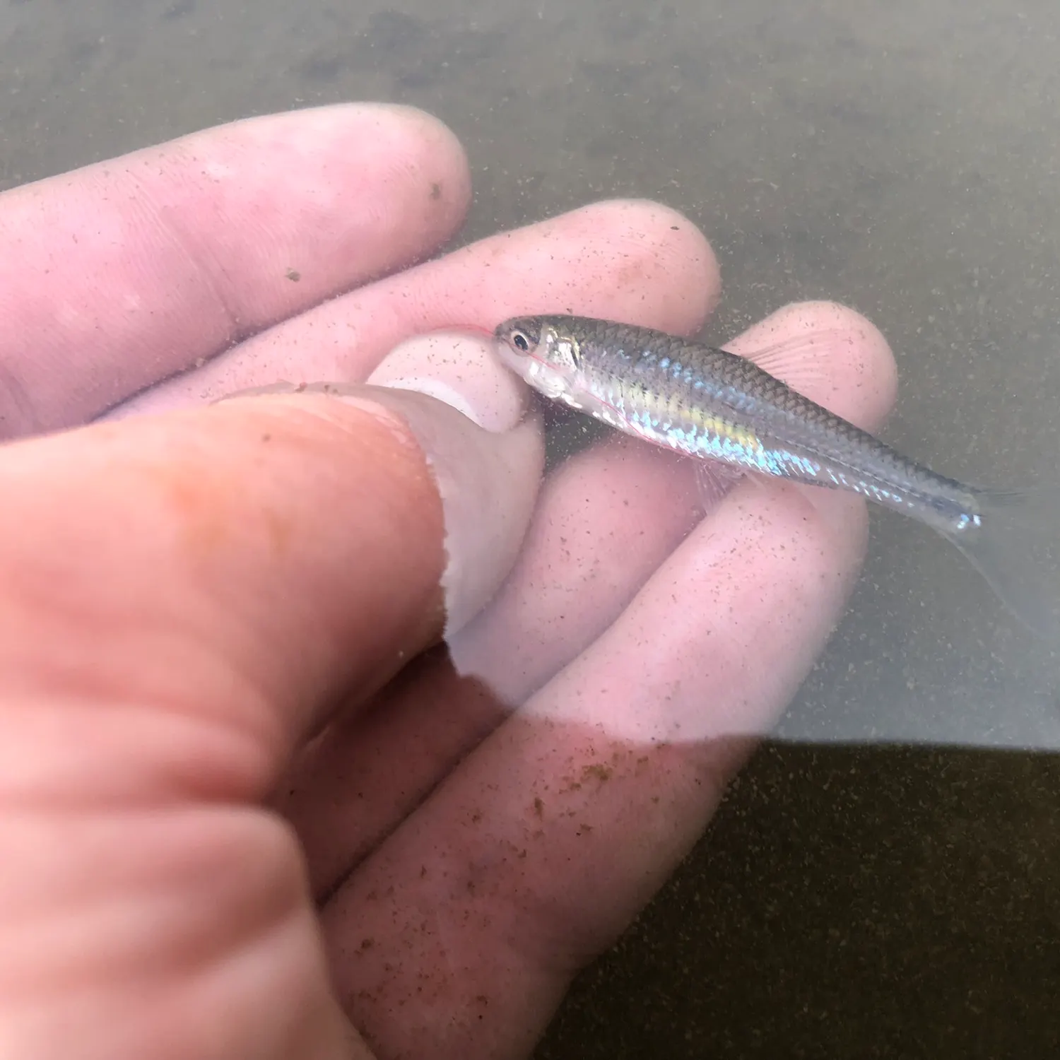 The most recent Mimic shiner catches on Fishbrain