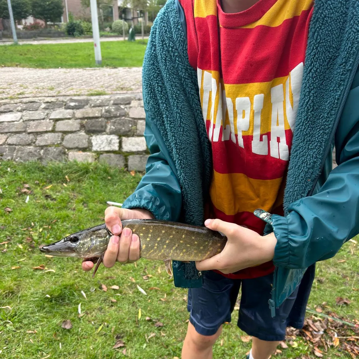 Northern pike caught on Fishbrain