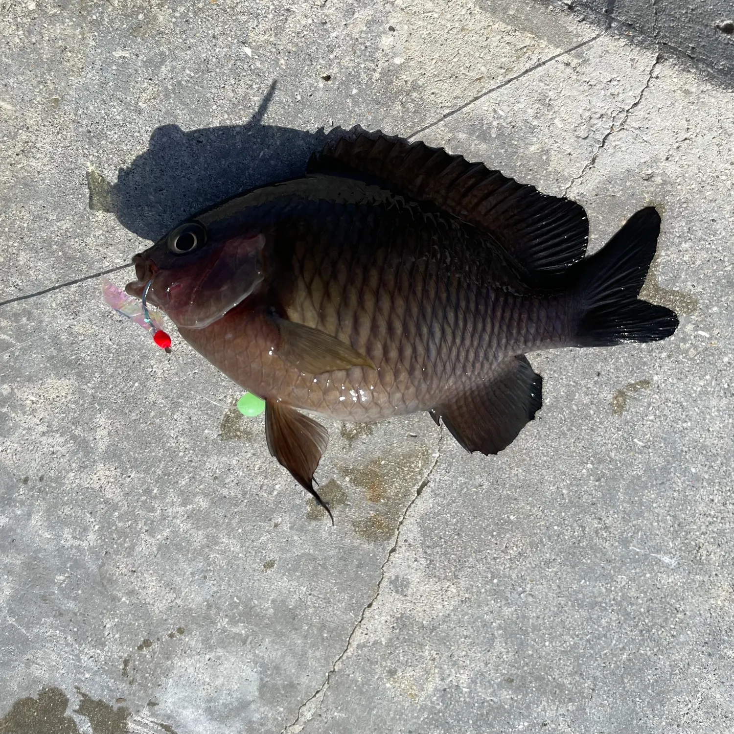 recently logged catches