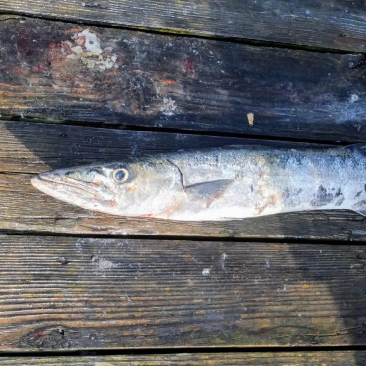 Great barracuda caught on Fishbrain