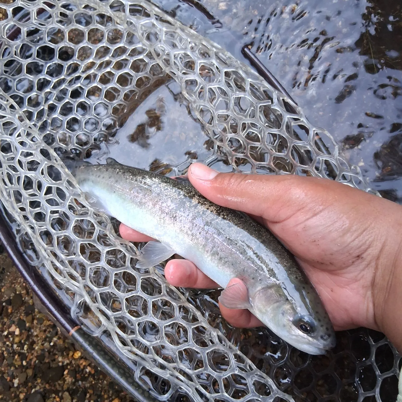 Rainbow trout caught on Fishbrain