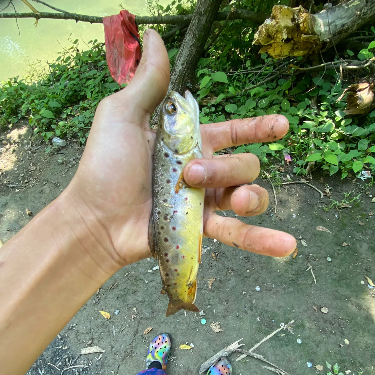 Brown trout caught on Fishbrain