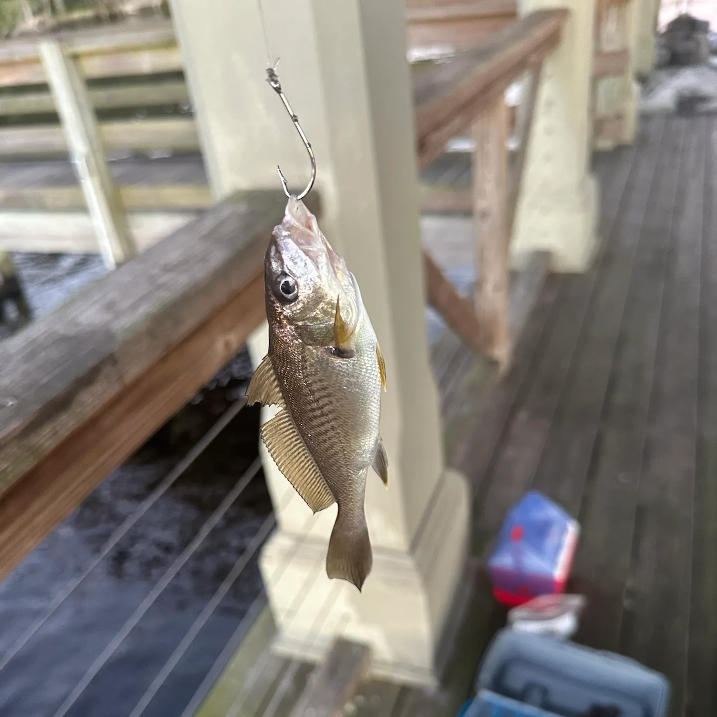 Atlantic croaker caught on Fishbrain