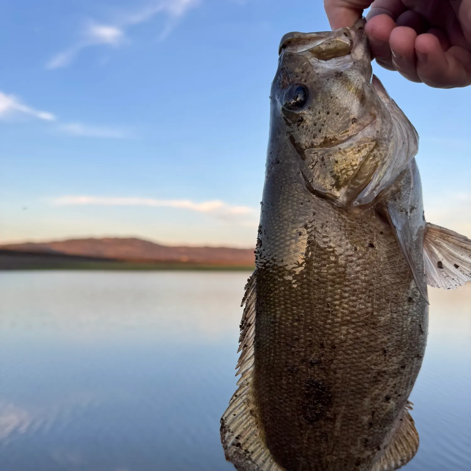 Smallmouth bass caught on Fishbrain