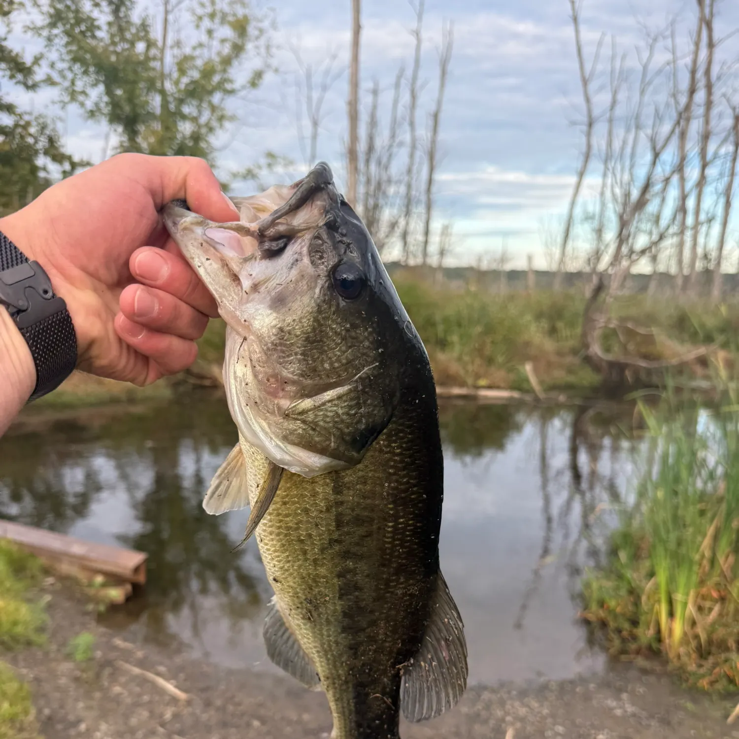 Largemouth bass caught on Fishbrain