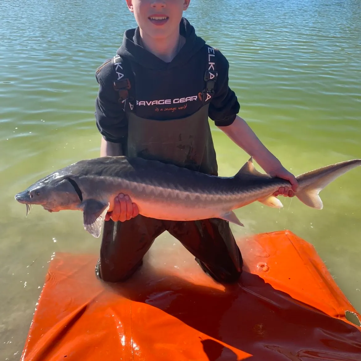 The most recent White sturgeon catches on Fishbrain