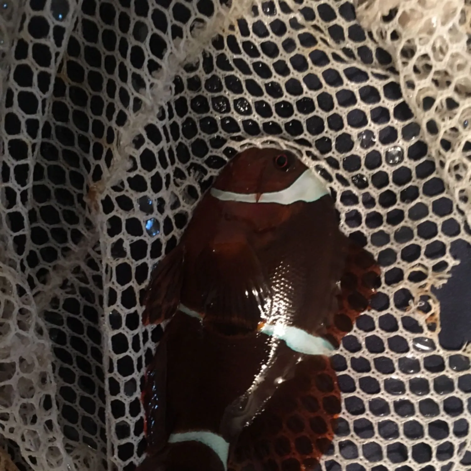 Orange clownfish caught on Fishbrain