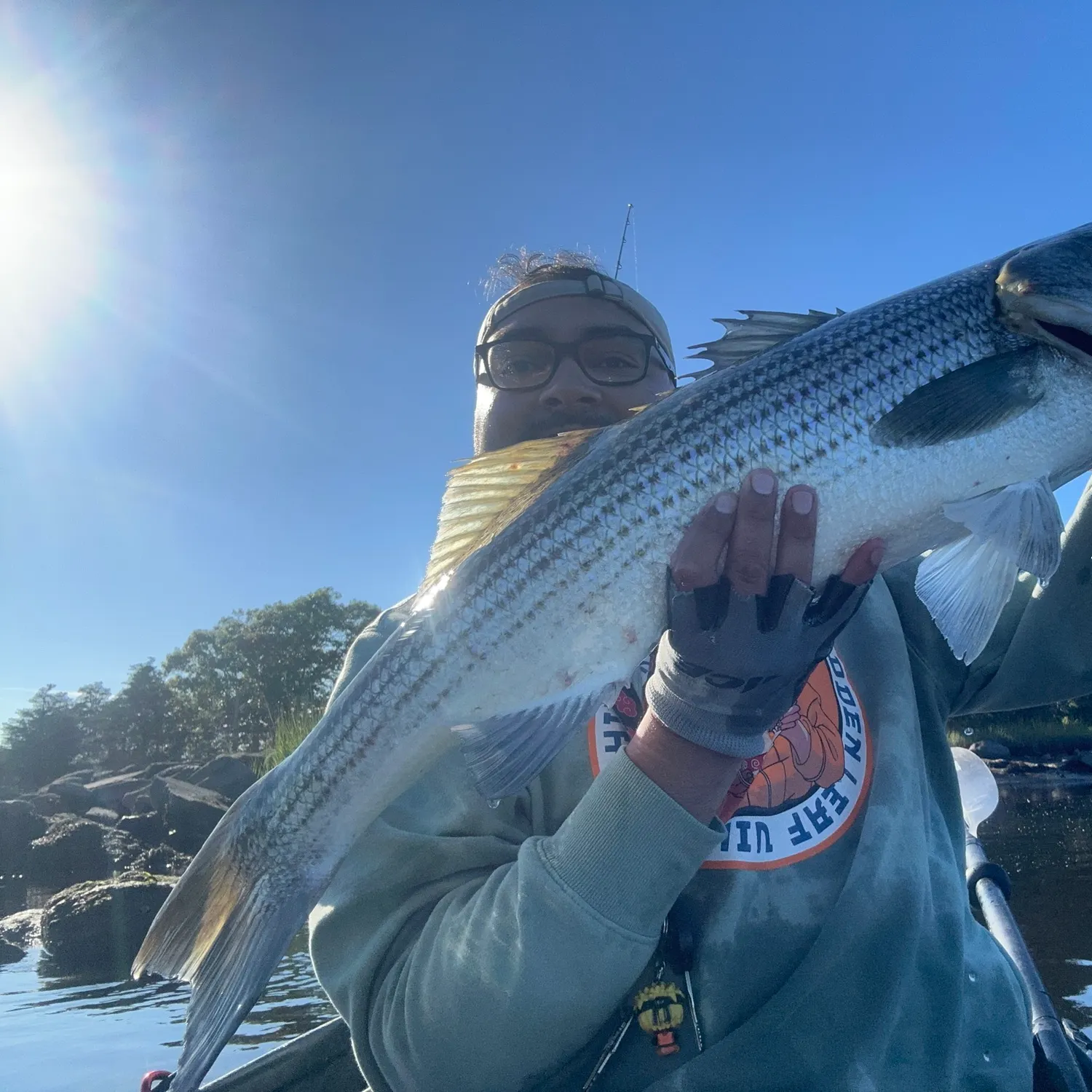 Striped bass caught on Fishbrain