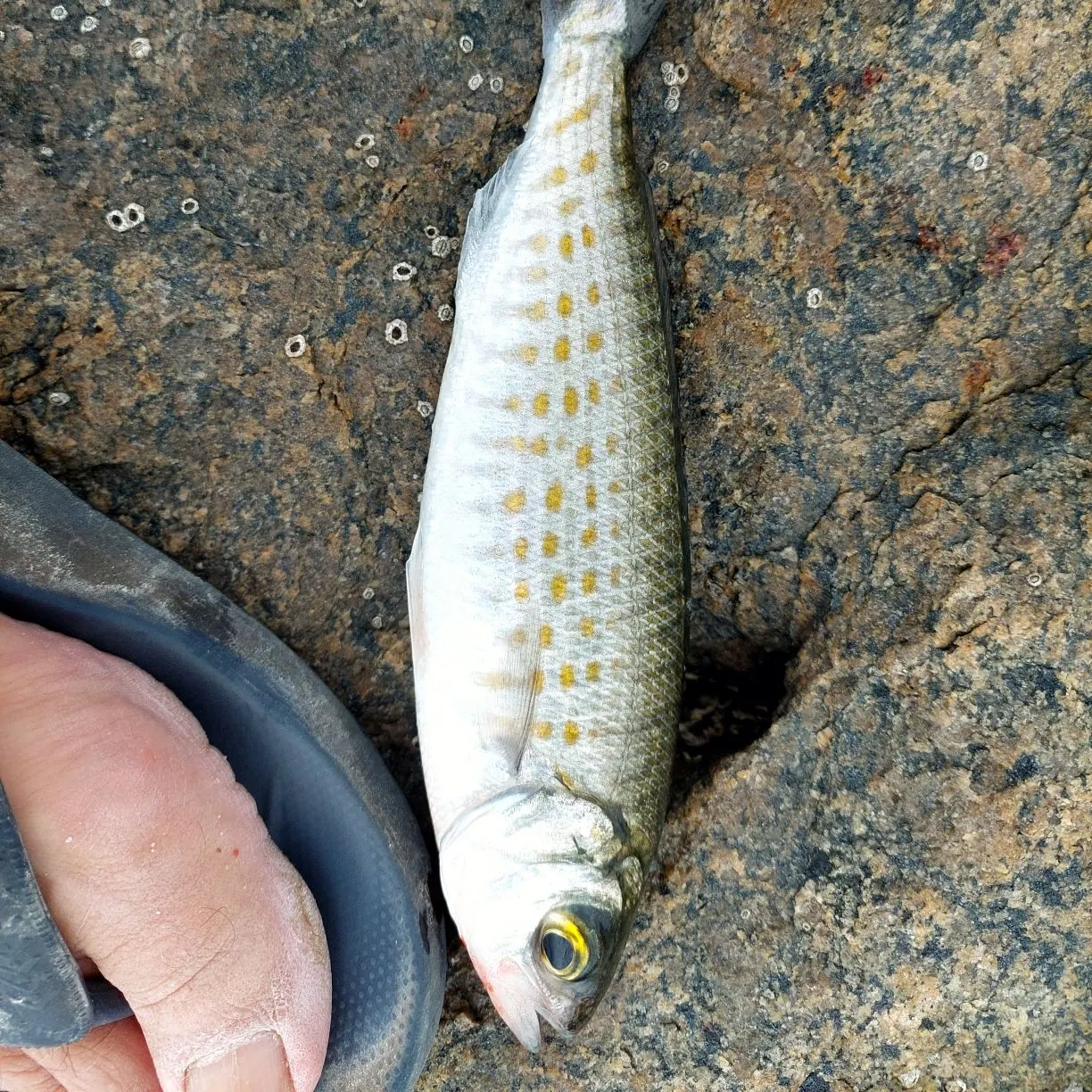 The most recent Australian ruff catches on Fishbrain