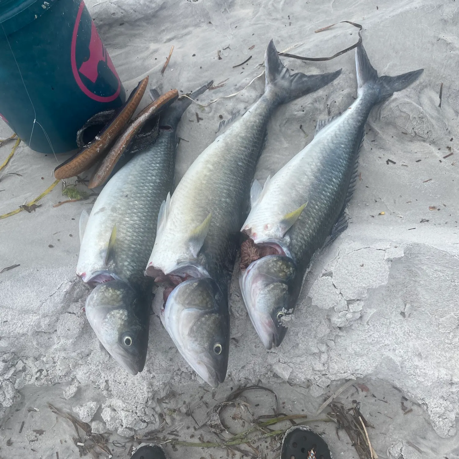 The most recent Western Australian salmon catches on Fishbrain