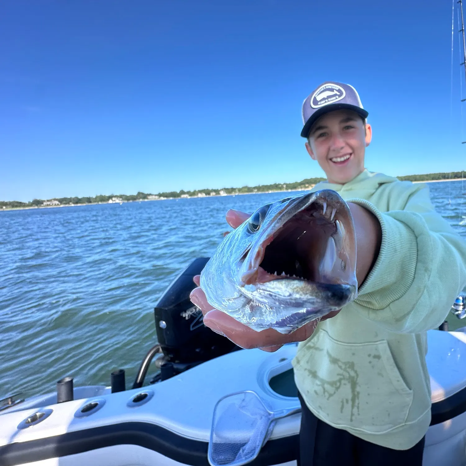 Gray weakfish caught on Fishbrain