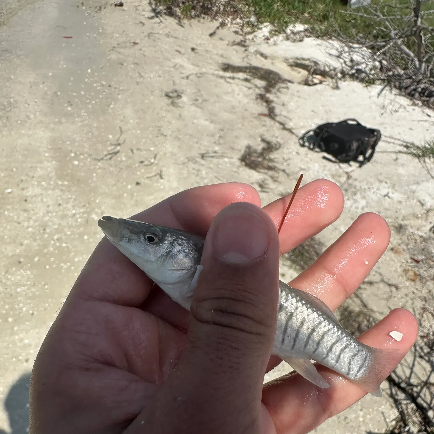 The most recent Pike killifish catches on Fishbrain
